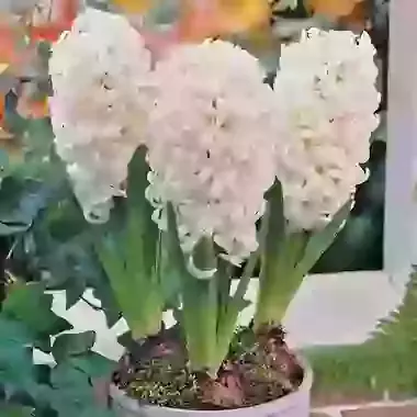 White Pearl